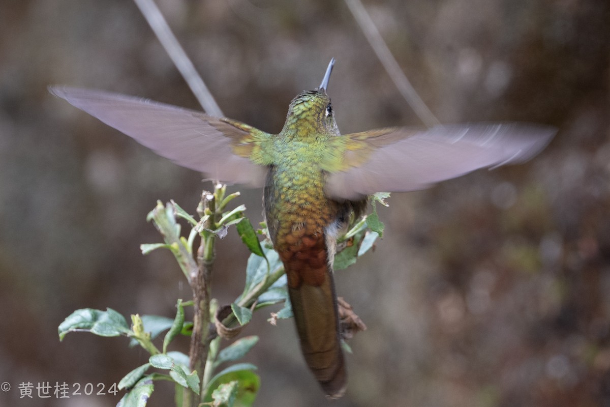 kolibřík hnědobrvý - ML619487650