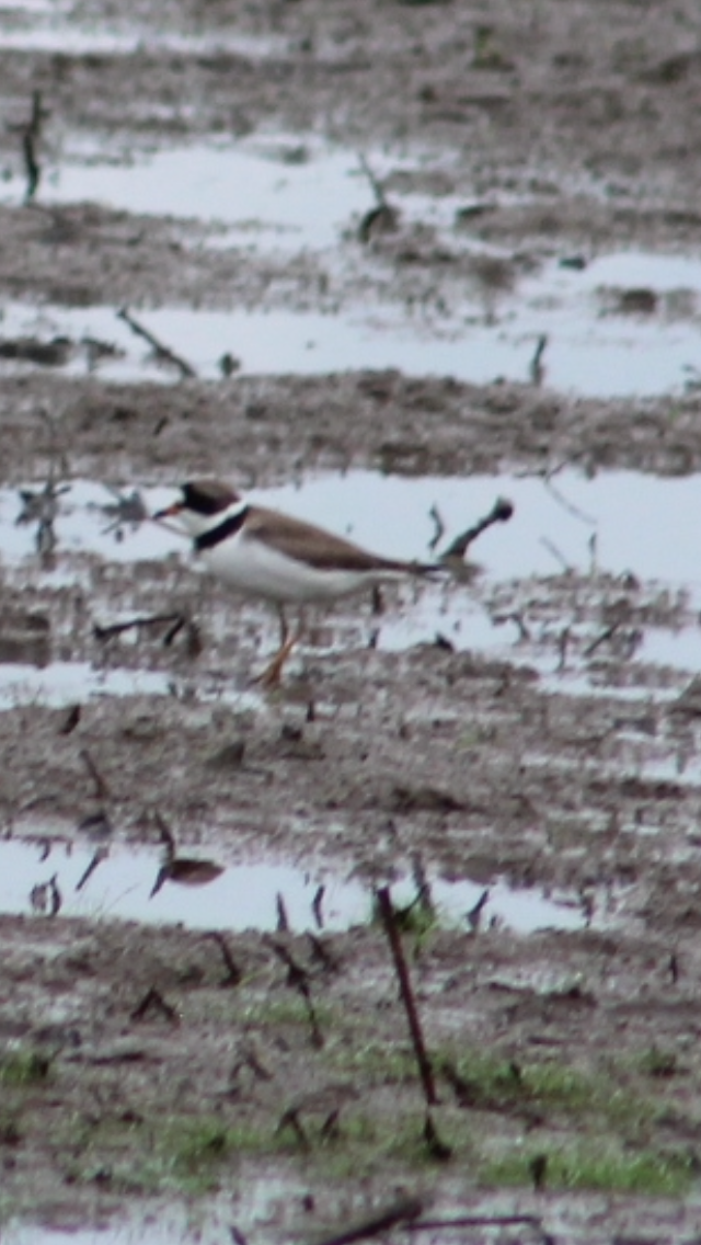 Semipalmated Plover - ML619487662