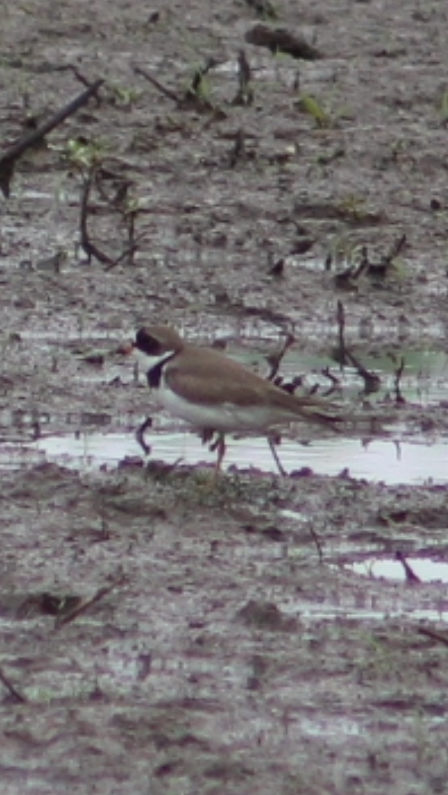 Semipalmated Plover - ML619487664