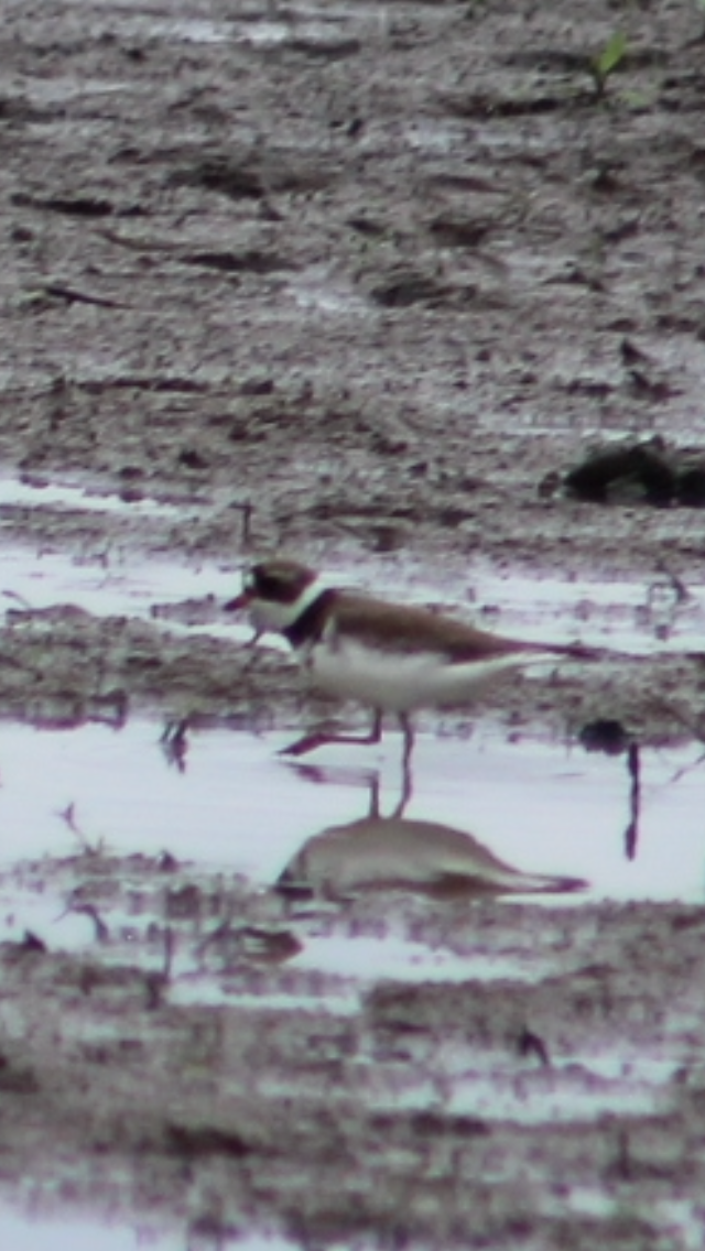 Semipalmated Plover - ML619487665
