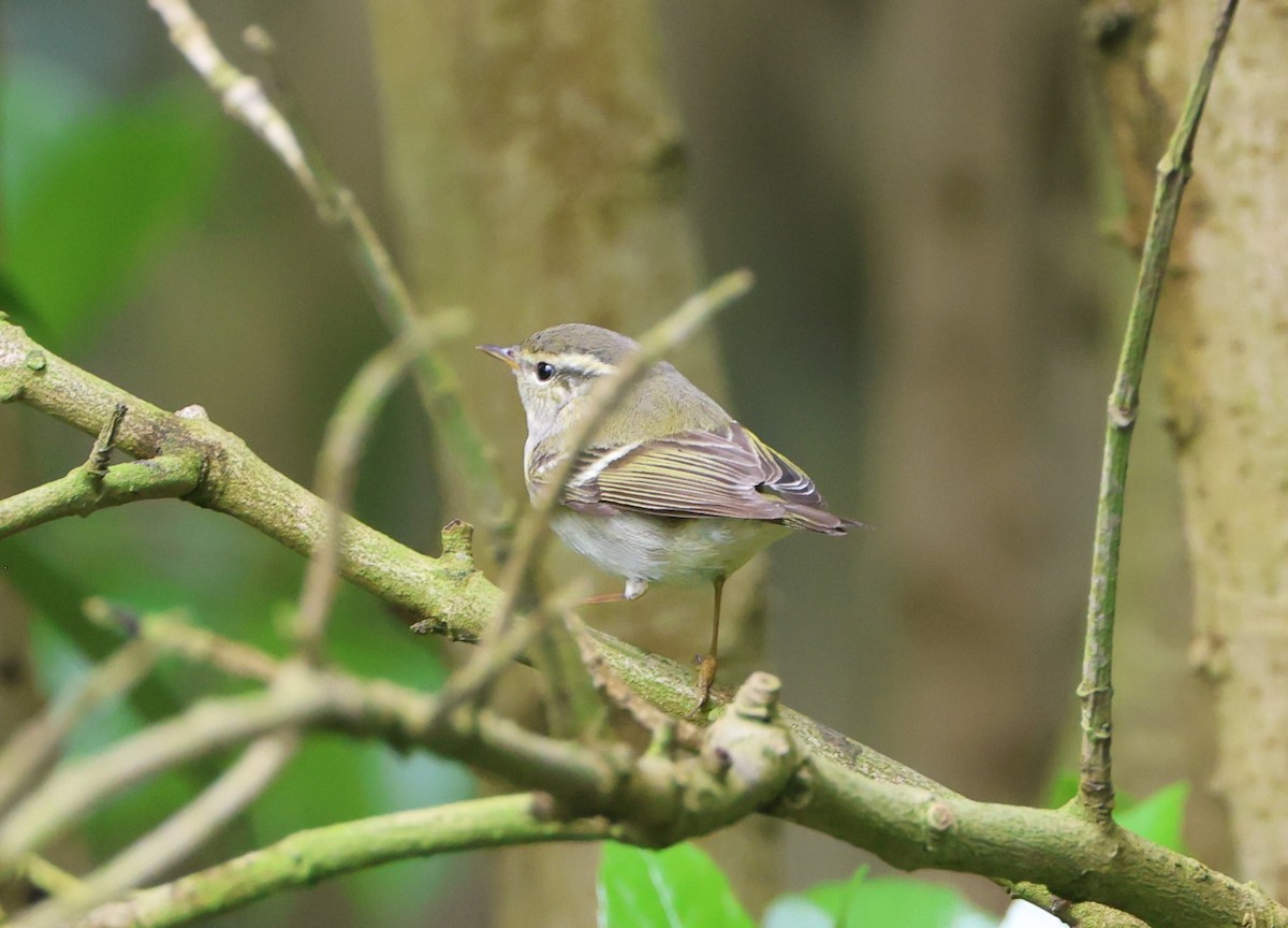 Yellow-browed Warbler - ML619487703