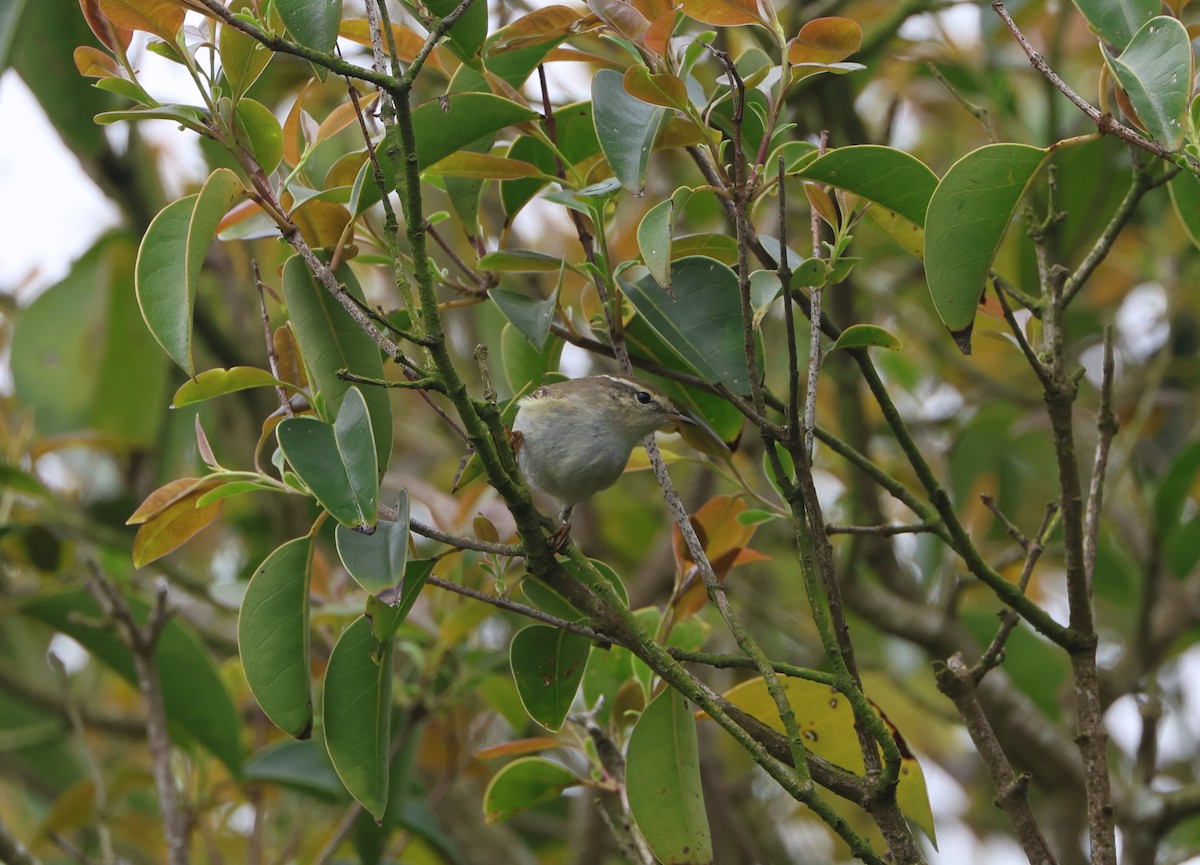 Yellow-browed Warbler - ML619487704