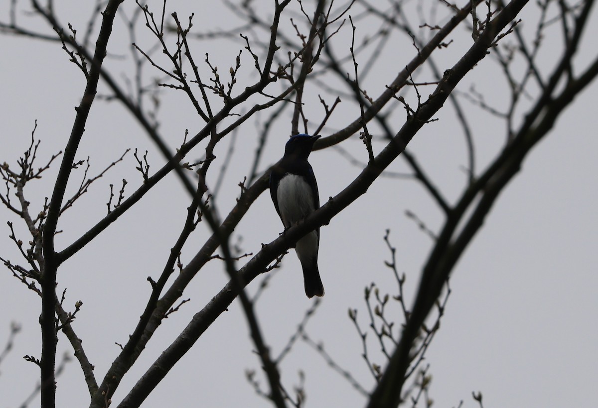 Blue-and-white Flycatcher - ML619487731