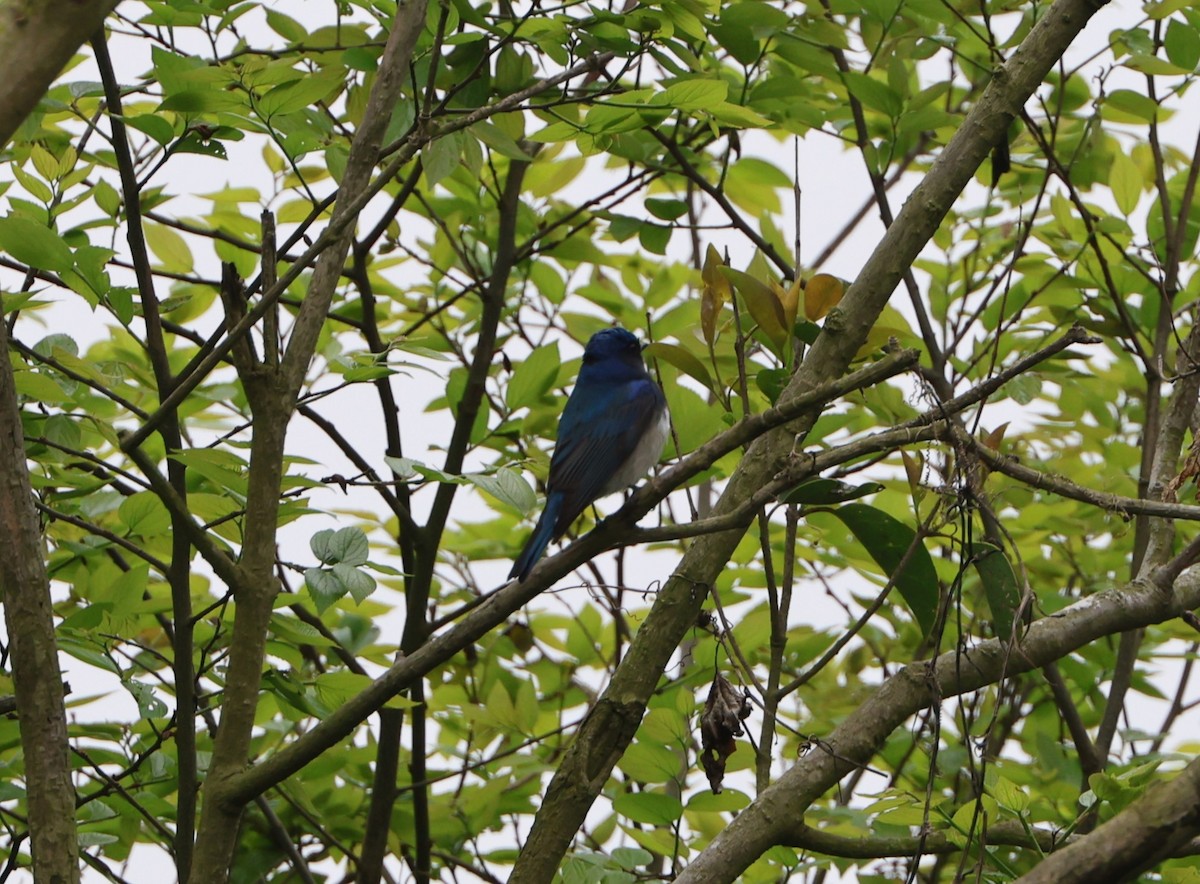 Blue-and-white Flycatcher - ML619487732