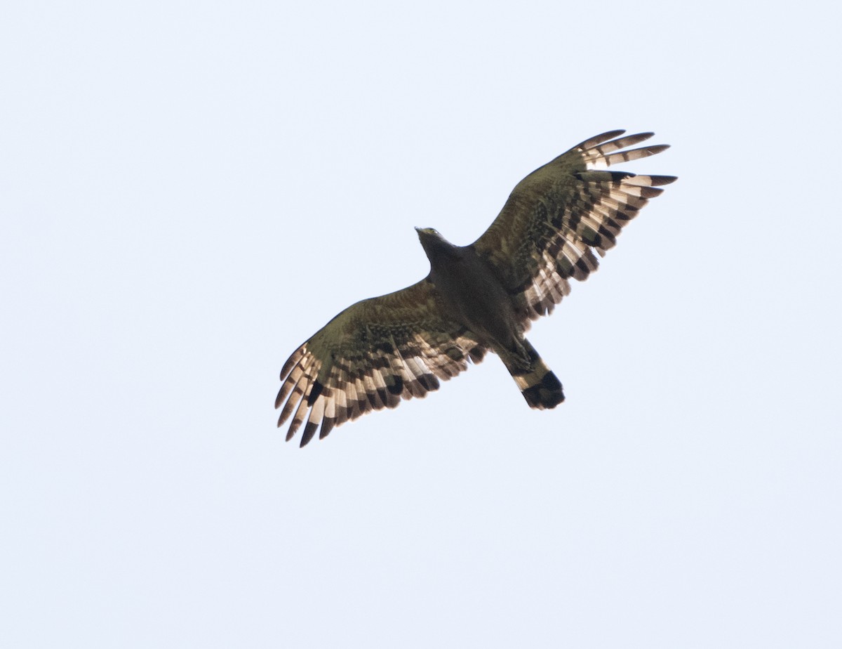 Crested Serpent-Eagle - ML619487770