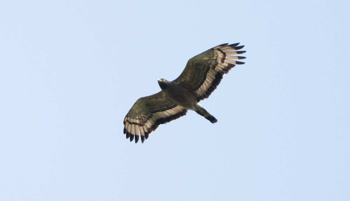Crested Serpent-Eagle - ML619487771