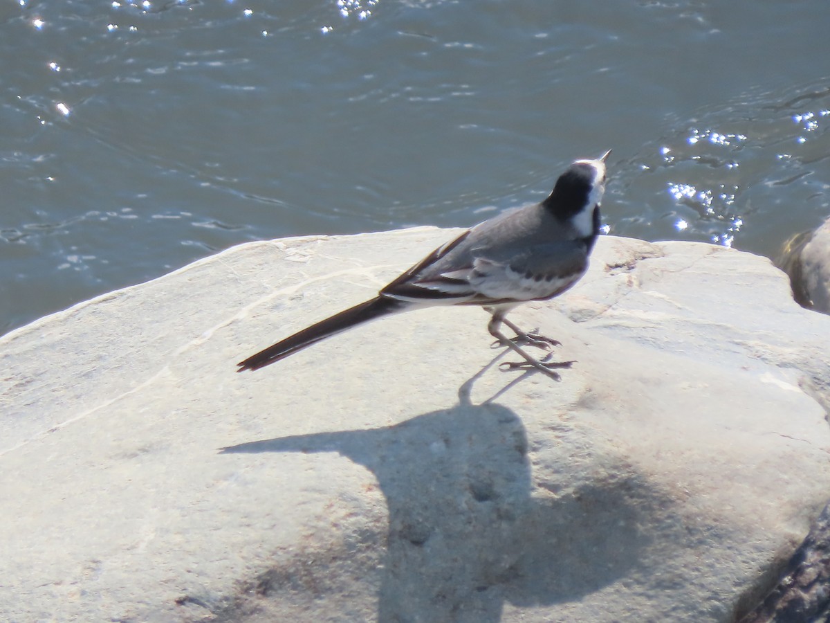 White Wagtail (White-faced) - ML619487772