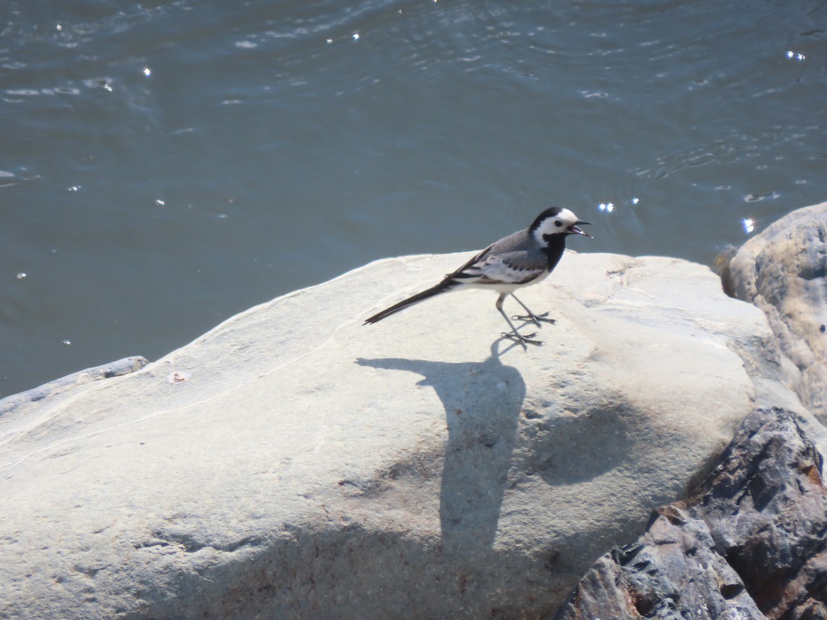 White Wagtail (White-faced) - ML619487773
