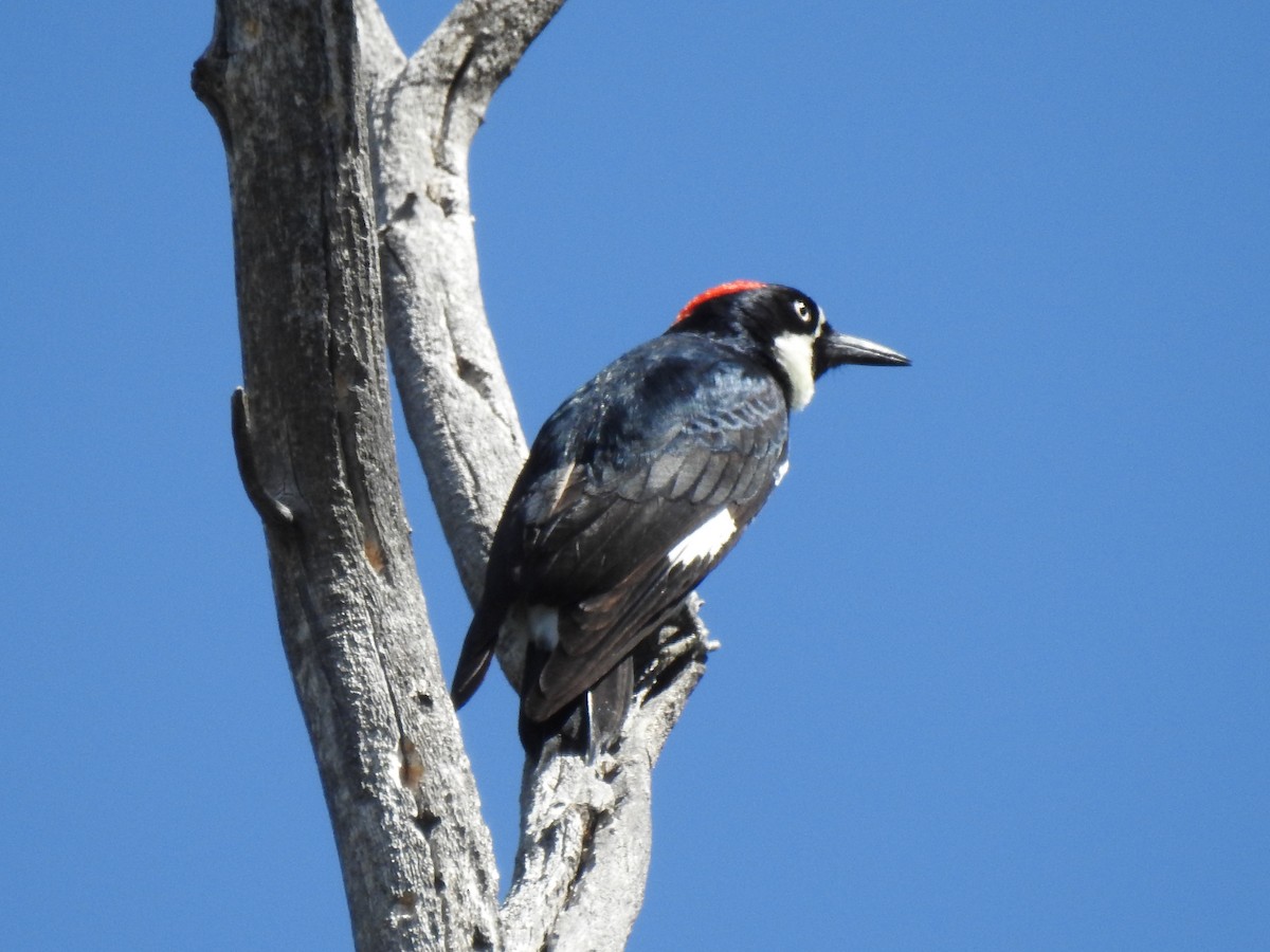 Acorn Woodpecker - ML619487850