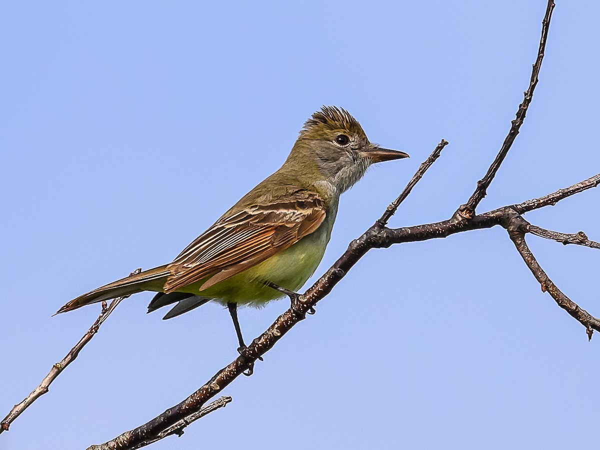 Great Crested Flycatcher - ML619487933