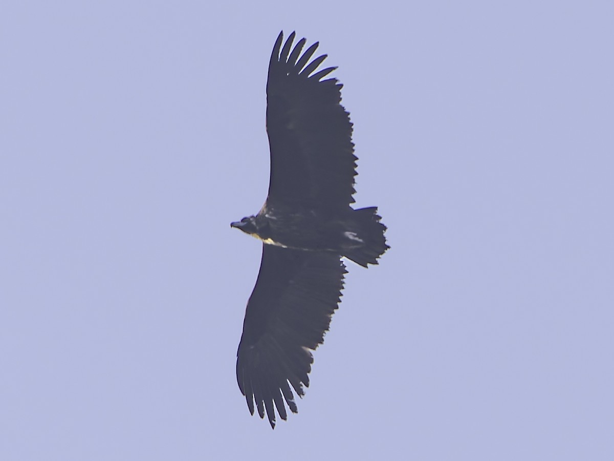 Cinereous Vulture - ML619487947