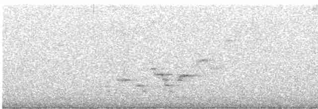 Дрізд-короткодзьоб Cвенсона - ML619487959