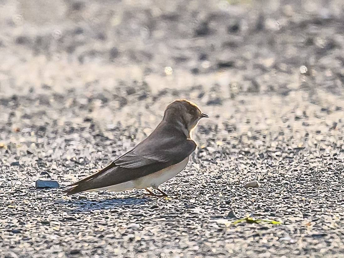 Northern Rough-winged Swallow - ML619487961