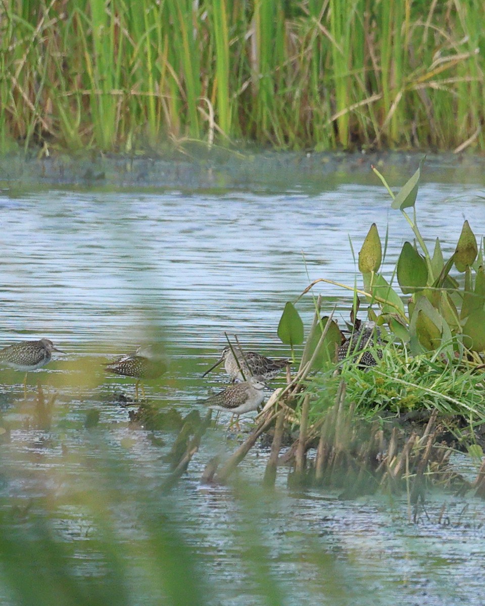 Long-billed Dowitcher - ML619488054