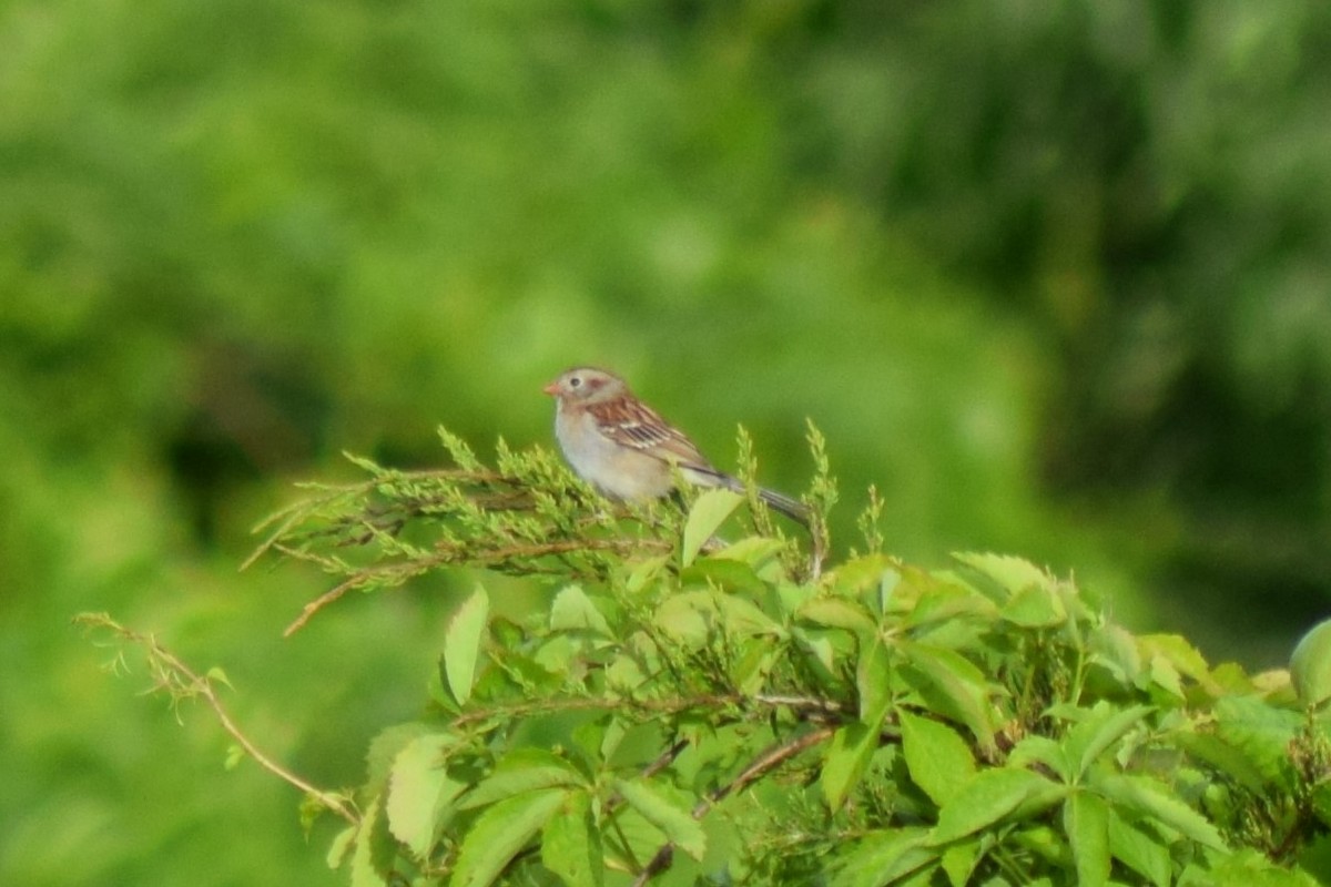 Field Sparrow - ML619488074