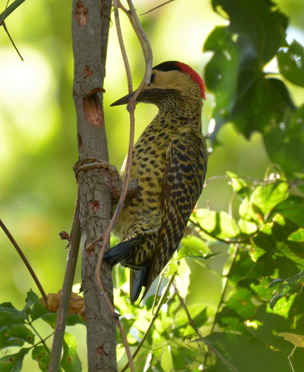 Green-barred Woodpecker - ML619488095
