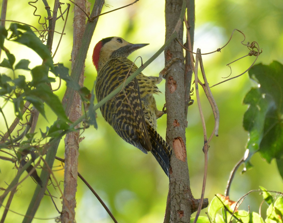 Green-barred Woodpecker - ML619488096