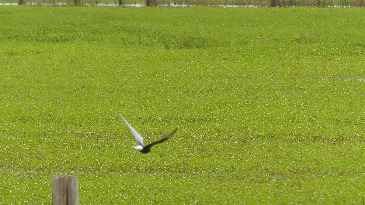 White-winged Tern - ML619488110