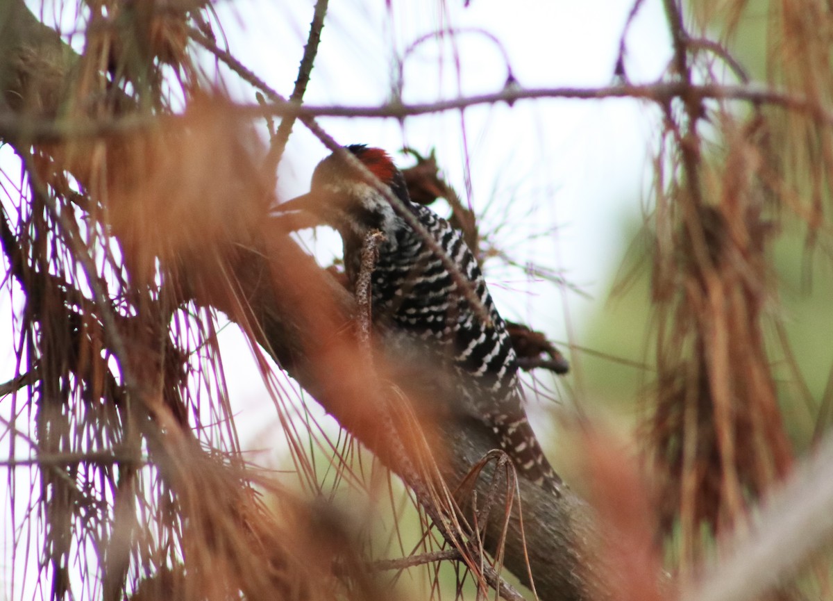 Striped Woodpecker - ML619488200