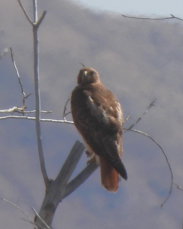 Red-tailed Hawk - ML619488210