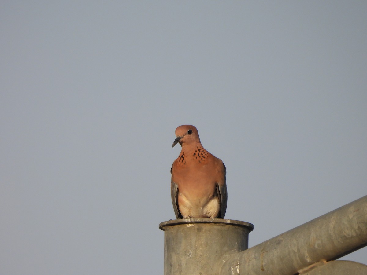 Laughing Dove - ML619488217