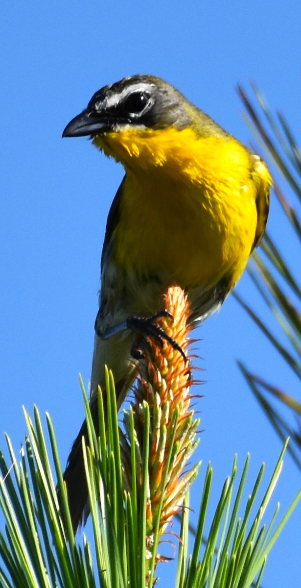 Yellow-breasted Chat - ML619488219