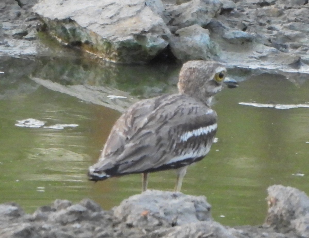 Indian Thick-knee - ML619488253
