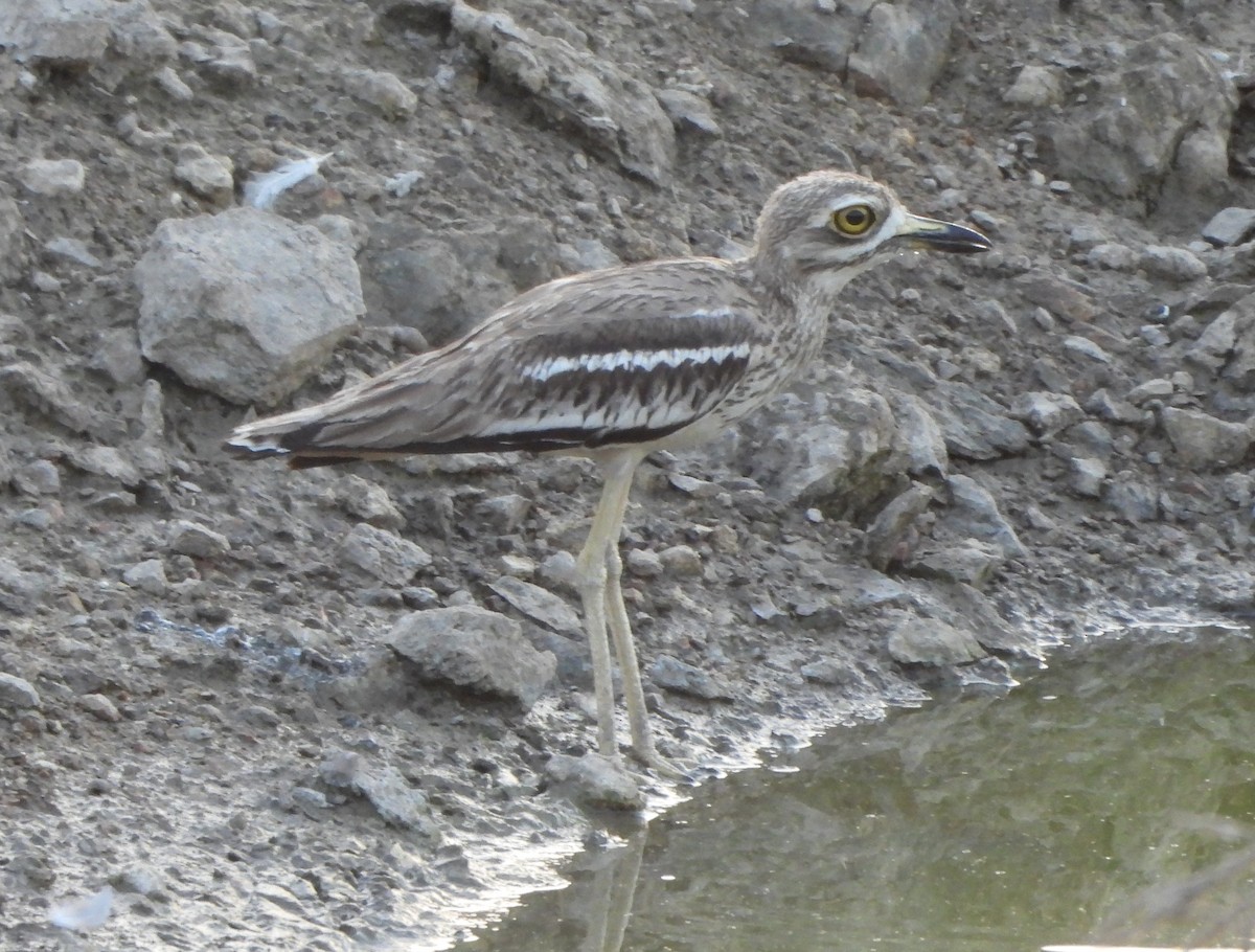 Indian Thick-knee - ML619488254