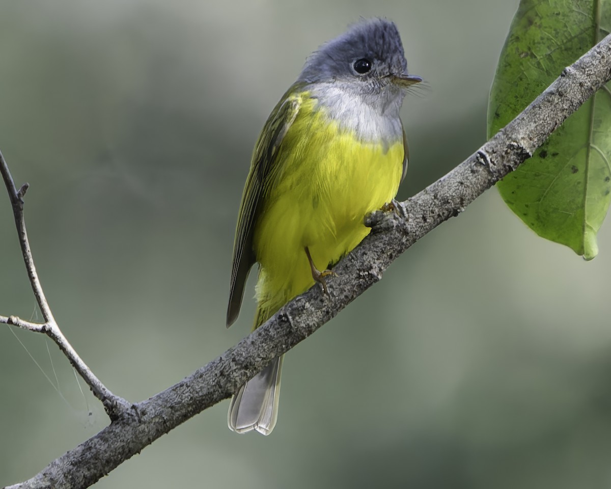 Gray-headed Canary-Flycatcher - ML619488295
