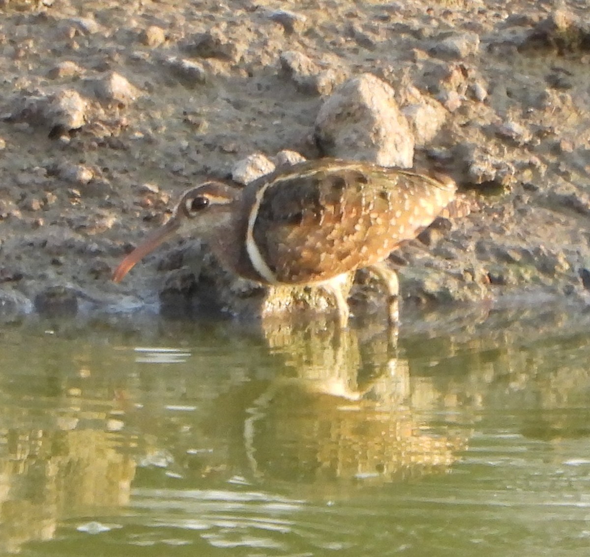 Greater Painted-Snipe - ML619488339