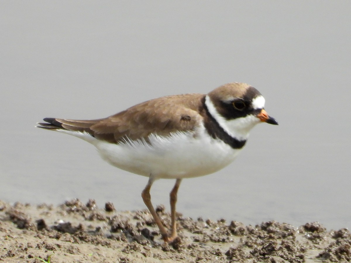 Semipalmated Plover - ML619488342