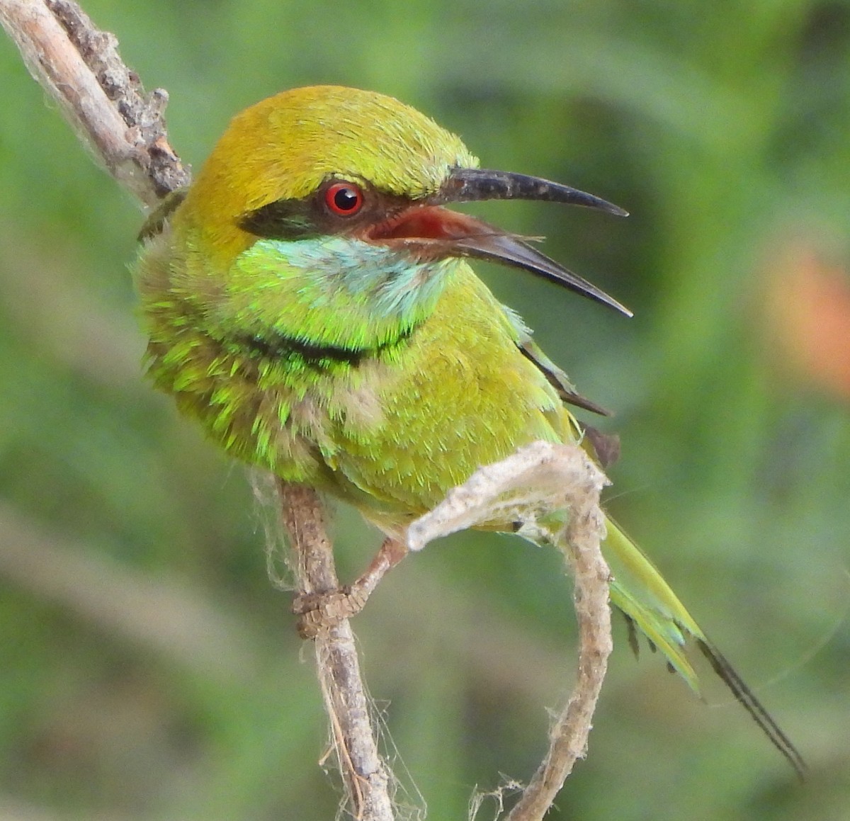 Asian Green Bee-eater - ML619488365