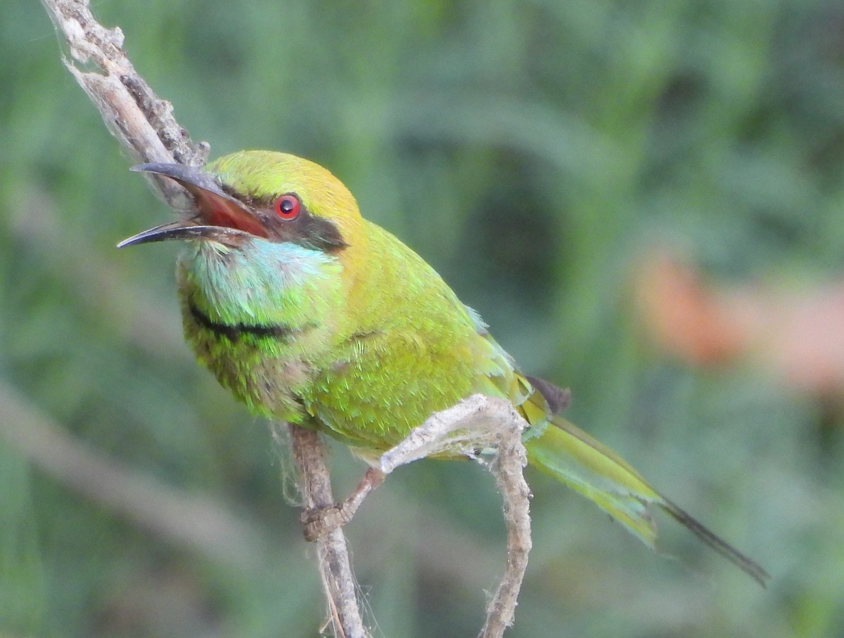 Asian Green Bee-eater - ML619488366
