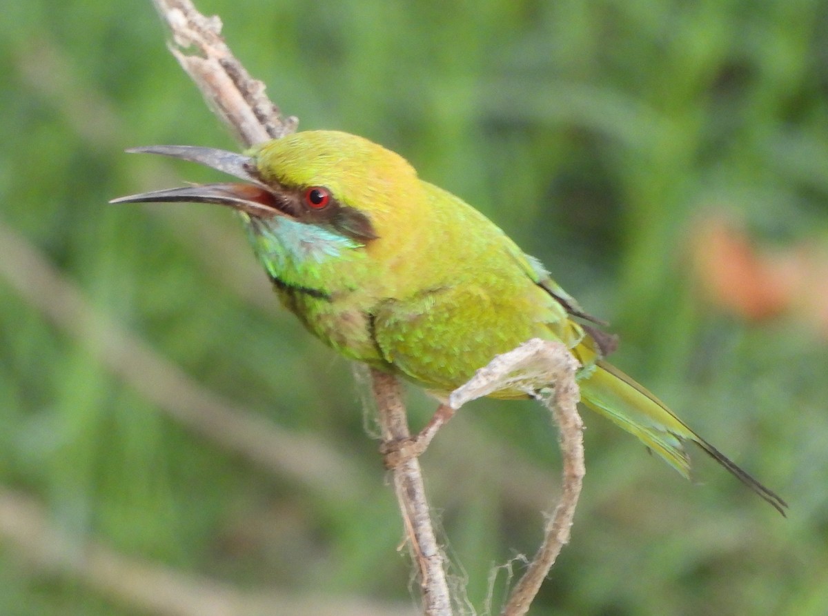 Asian Green Bee-eater - ML619488367