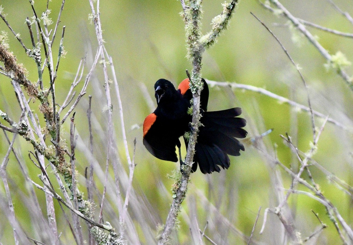Red-winged Blackbird - ML619488382