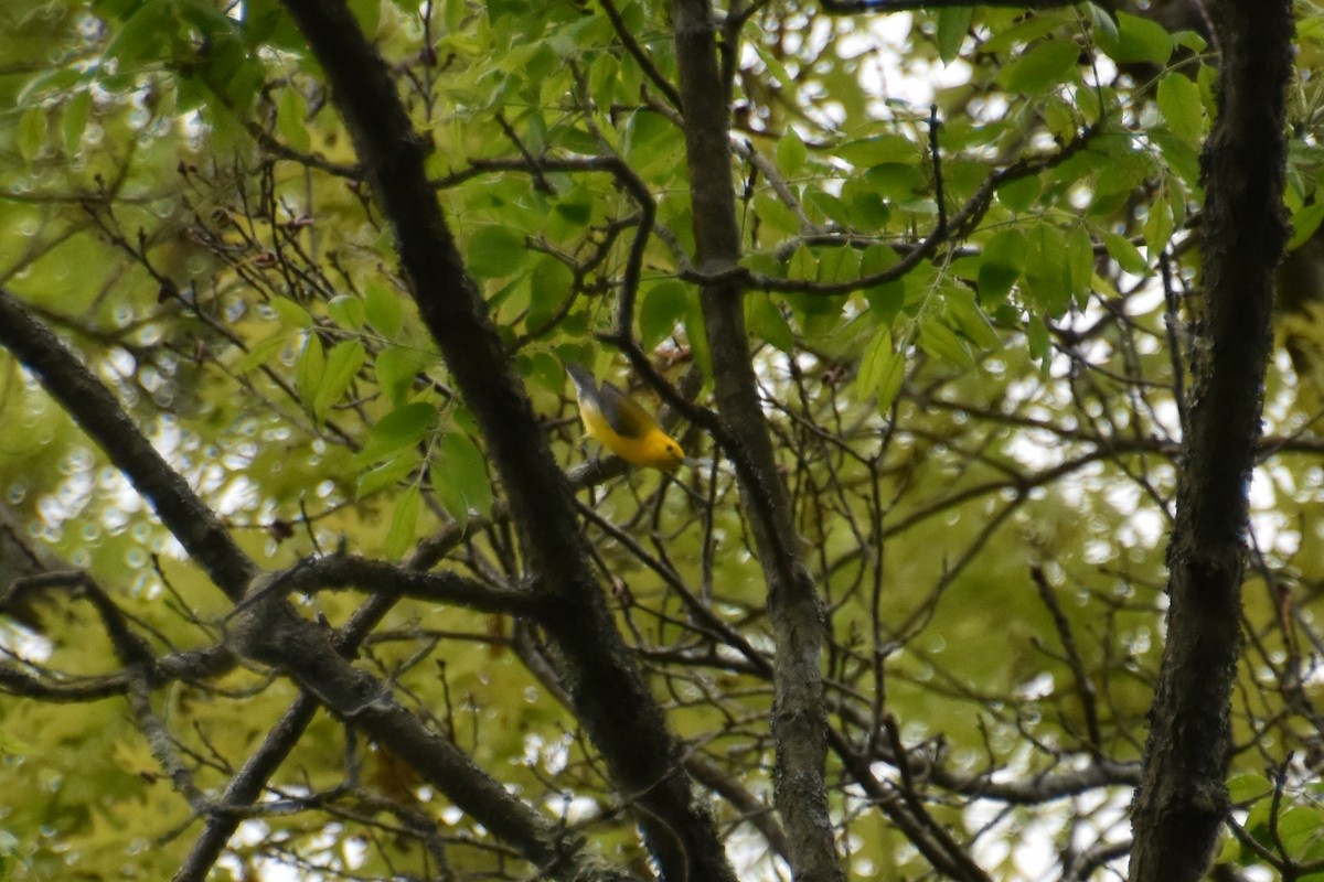 Prothonotary Warbler - ML619488402