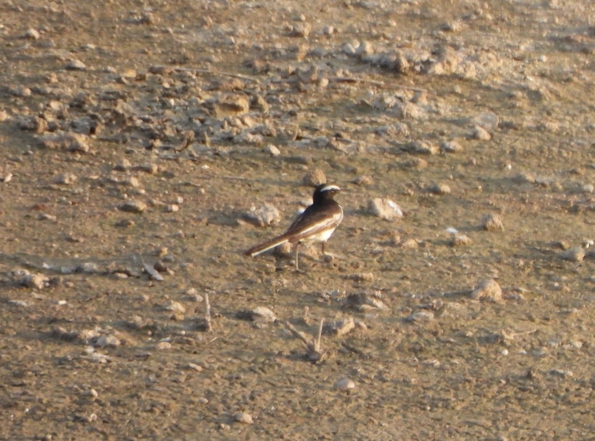 White-browed Wagtail - ML619488441