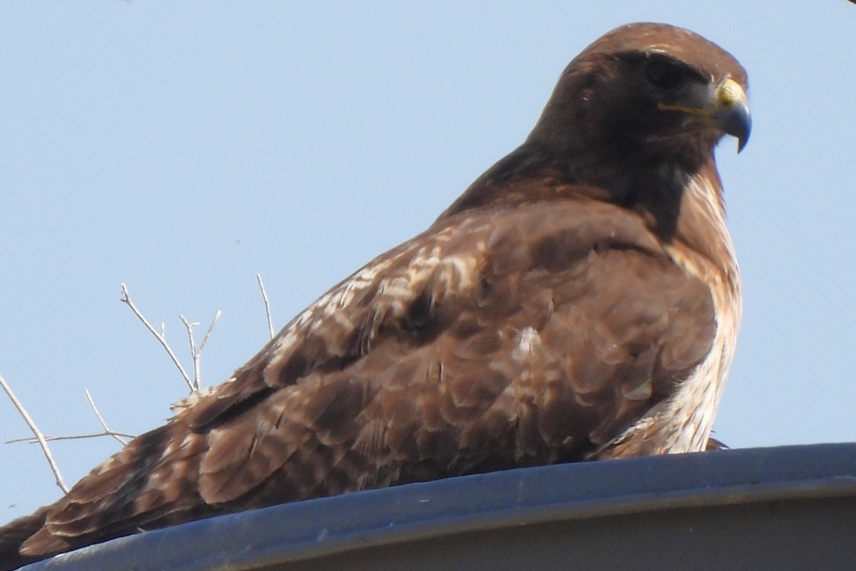 Red-tailed Hawk - ML619488465
