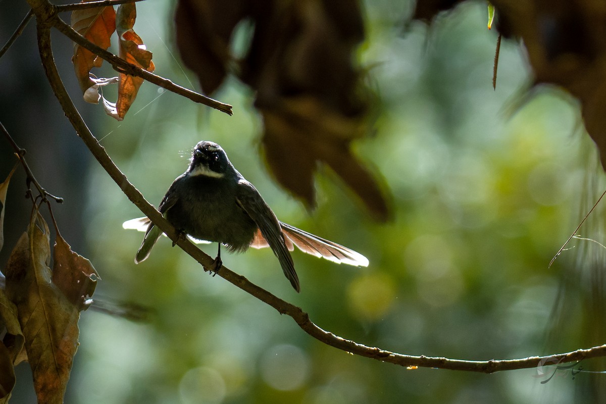 White-throated Fantail - ML619488547