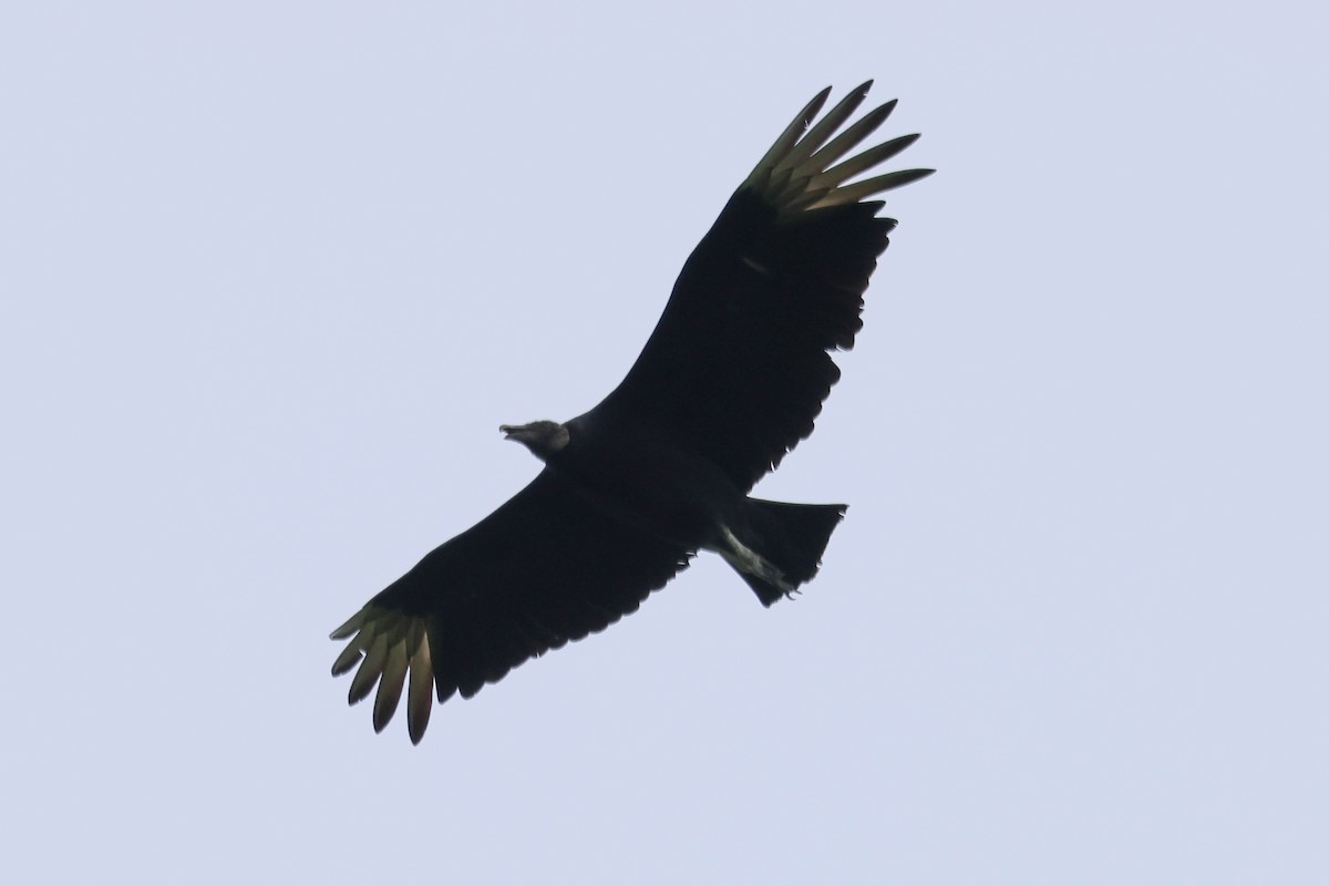 Black Vulture - ML619488618