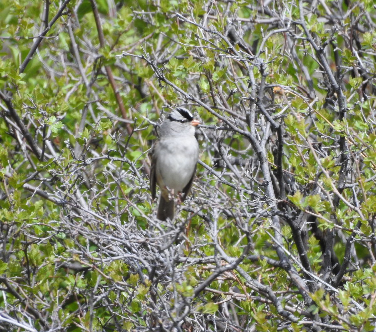 White-crowned Sparrow (oriantha) - ML619488635