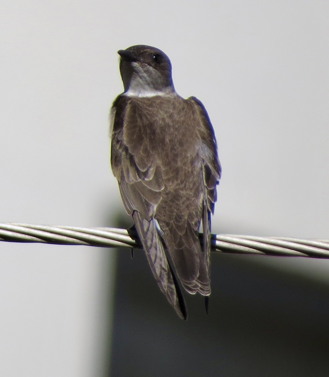 Brown-chested Martin - ML619488637