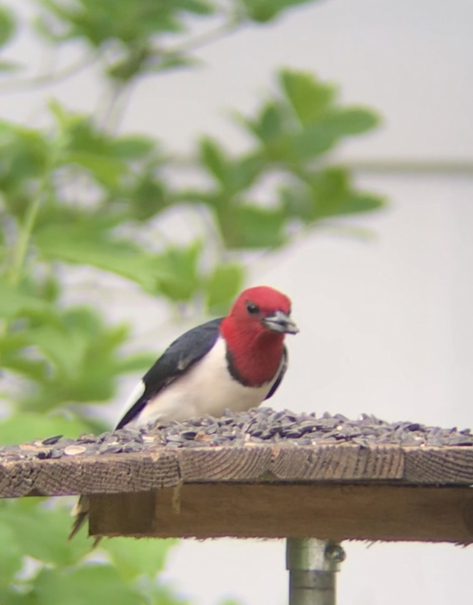 Red-headed Woodpecker - ML619488686