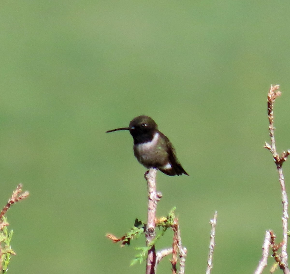 Black-chinned Hummingbird - ML619488757