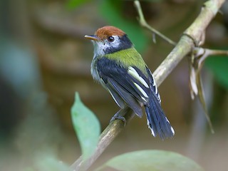  - White-cheeked Tody-Flycatcher