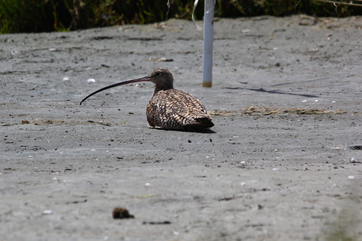 Long-billed Curlew - ML619488914