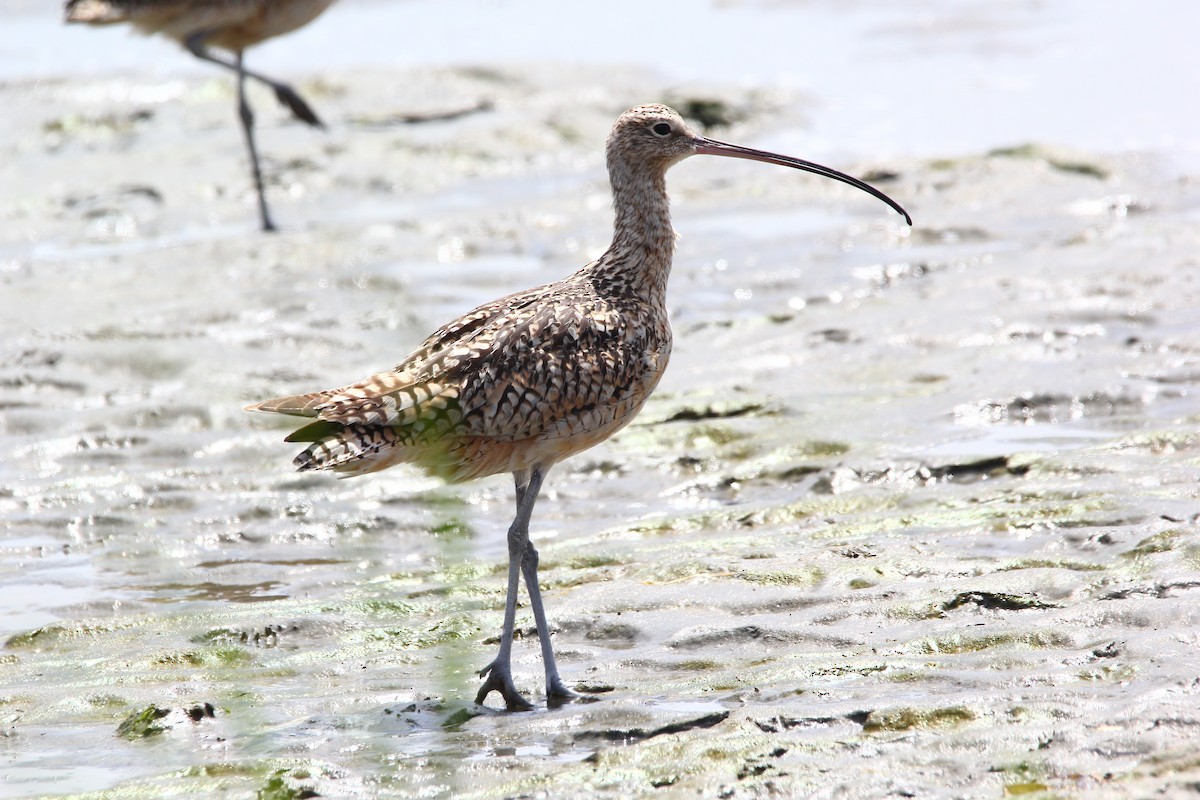 Long-billed Curlew - ML619488930