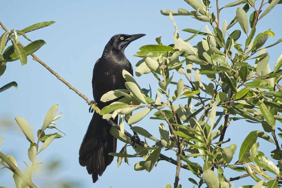 Great-tailed Grackle - ML619488938