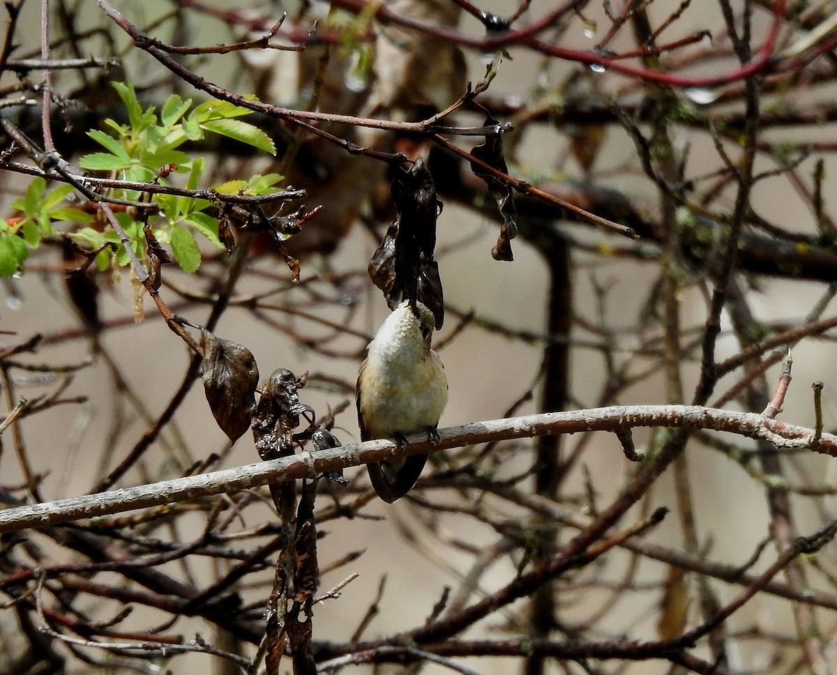 Calliope Hummingbird - ML619488947