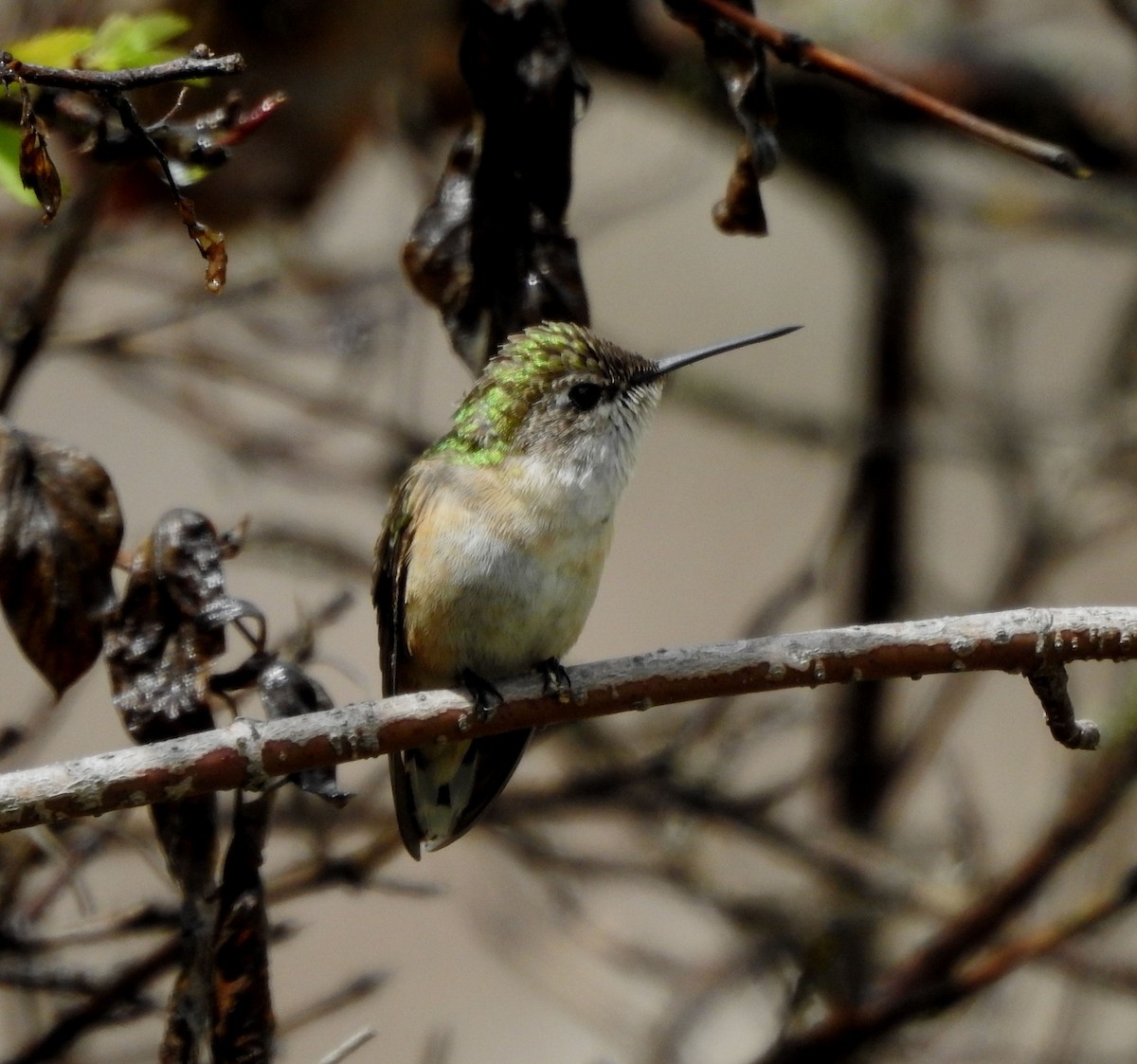 Calliope Hummingbird - ML619488948